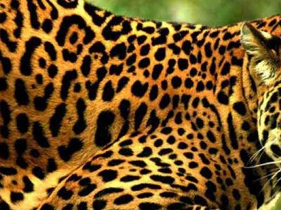 El jaguar, símbolo de poder, incensario de jaguar, 154 KB, jaguar, símbolo de poder